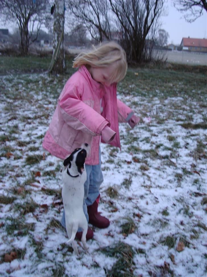 Dansk svensk gaardhund ¨˜”°º•MILLE•º°”˜¨ - LEGER MED BIANKA billede 4