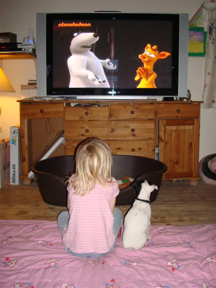 Dansk svensk gaardhund ¨˜”°º•MILLE•º°”˜¨ - VENNER billede 5