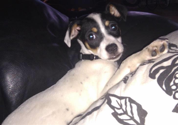 Dansk svensk gaardhund ¨˜”°º•MILLE•º°”˜¨ billede 6