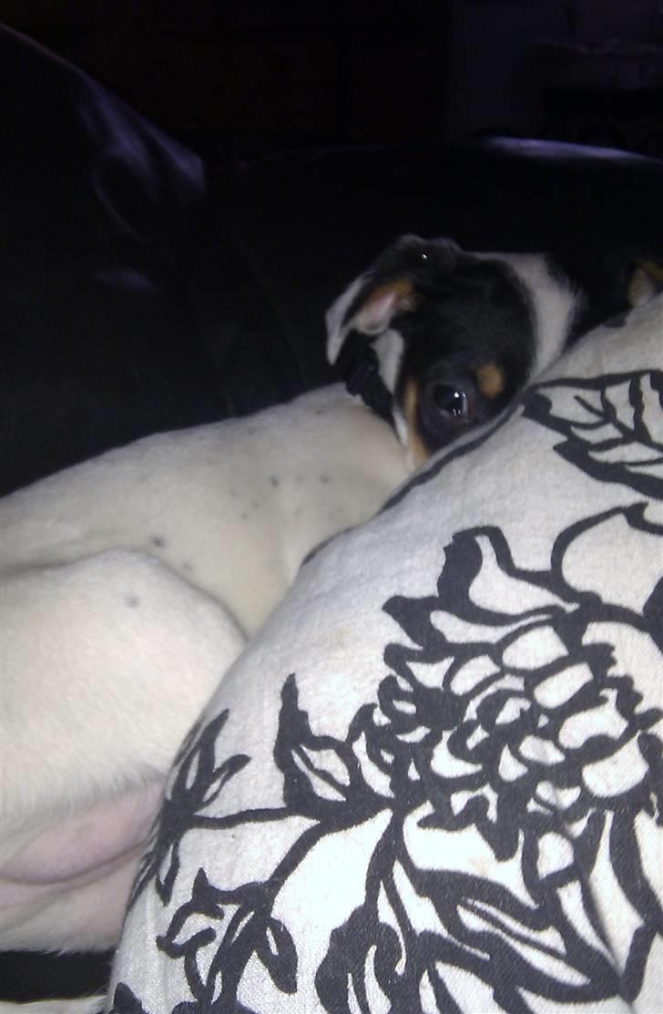 Dansk svensk gaardhund ¨˜”°º•MILLE•º°”˜¨ - PUTTETID billede 7