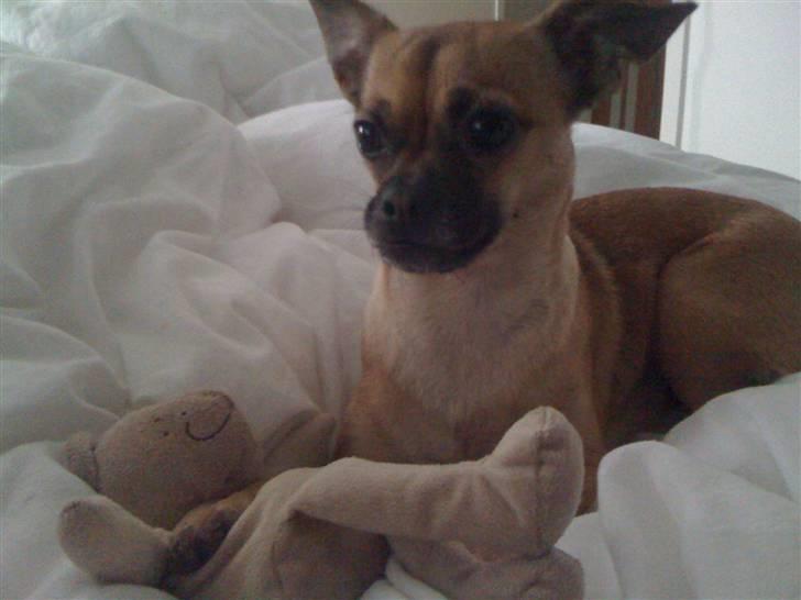 Blanding af racer Zhila billede 8