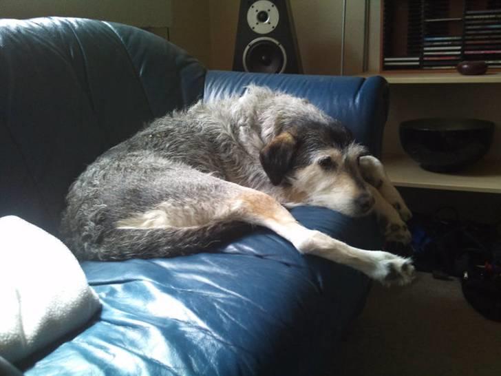 Blanding af racer Silver / Sille billede 1