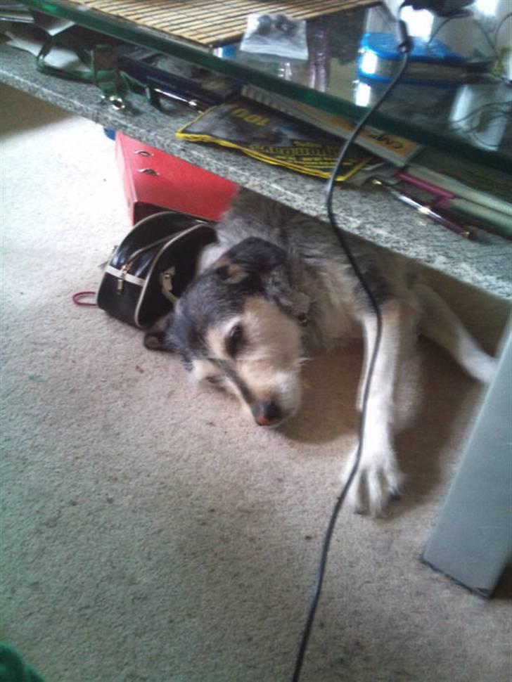 Blanding af racer Silver / Sille billede 2