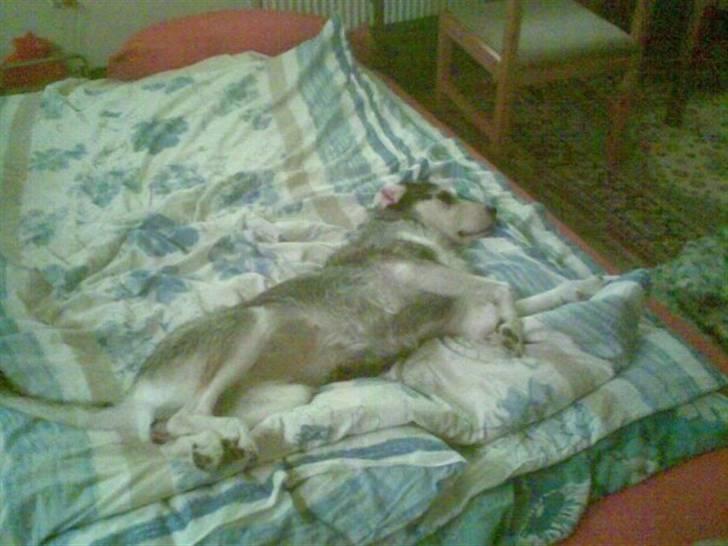 Blanding af racer Silver / Sille billede 3