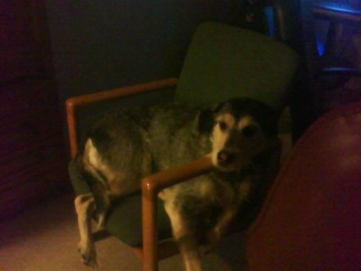 Blanding af racer Silver / Sille billede 4