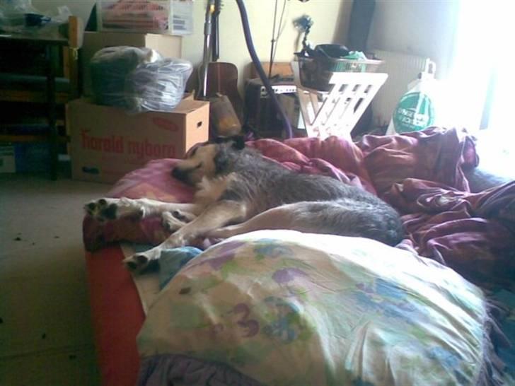 Blanding af racer Silver / Sille billede 5