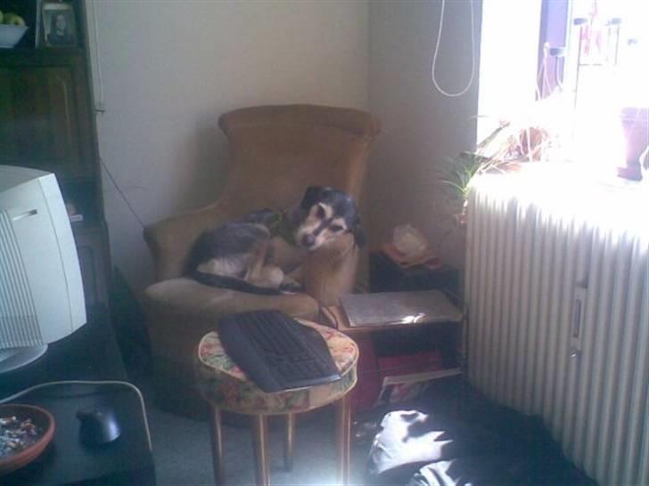 Blanding af racer Silver / Sille billede 6