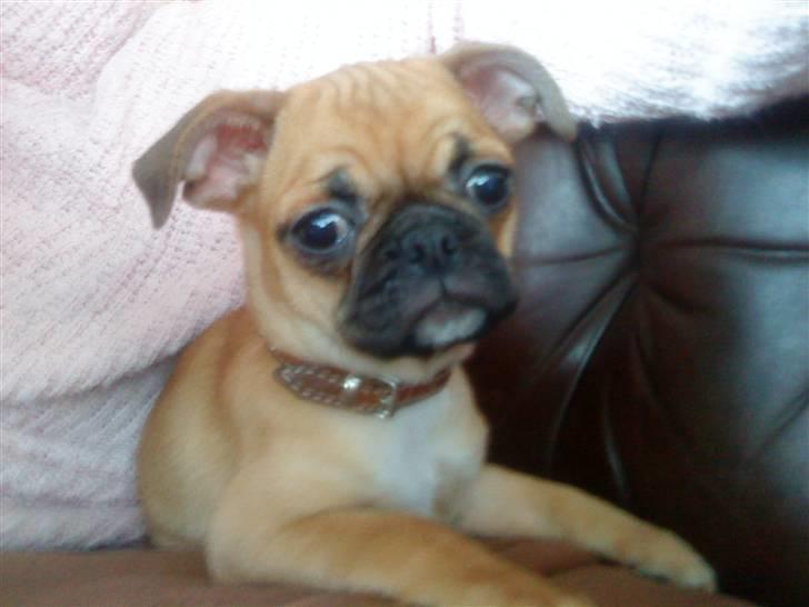 Blanding af racer Piano (mops chihuahua) billede 1