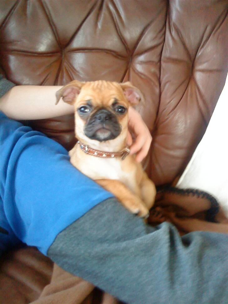 Blanding af racer Piano (mops chihuahua) billede 2