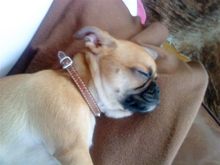 Blanding af racer Piano (mops chihuahua) billede 3