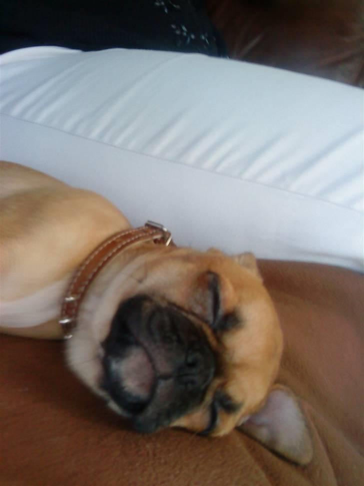 Blanding af racer Piano (mops chihuahua) billede 4