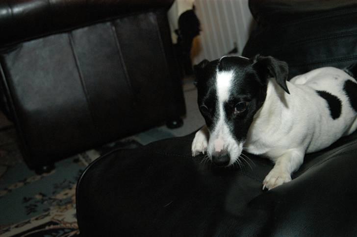 Jack russell terrier Loppen - jeg er da max klar til at lege billede 6