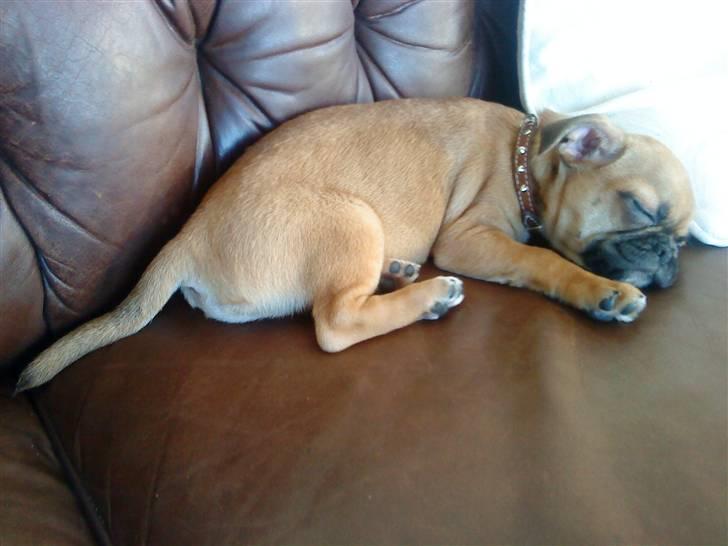 Blanding af racer Piano (mops chihuahua) billede 5