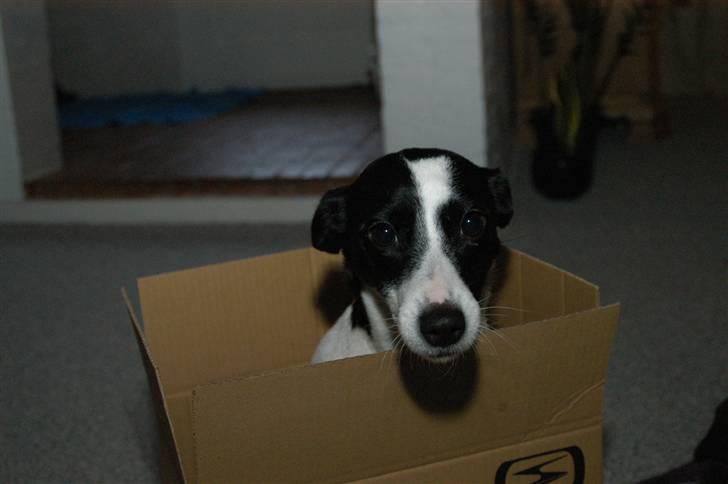 Jack russell terrier Loppen - mor render og pakker flyttekasser... mig har hun bare at huske billede 7