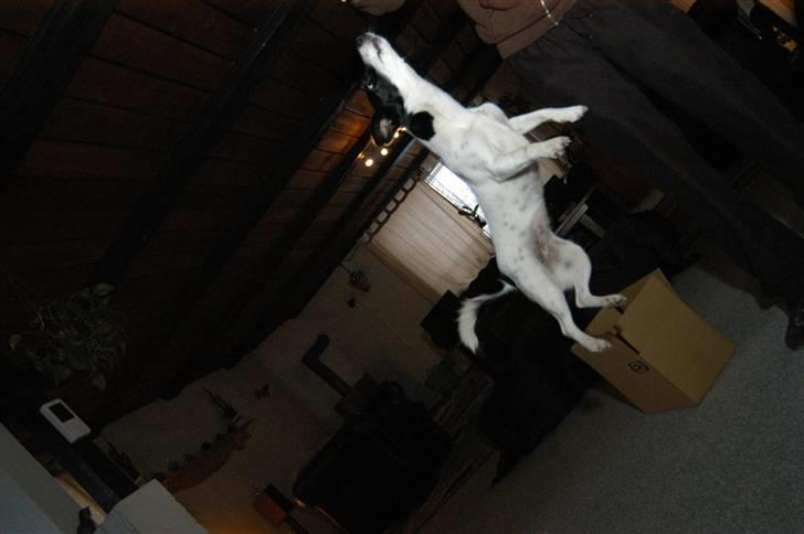 Jack russell terrier Loppen - hahaha... jeg er en spring loppeeeeeeeeeeee billede 8