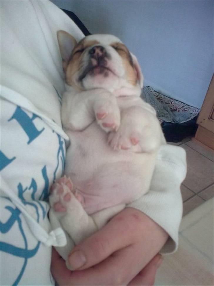 Jack russell terrier Jack billede 1