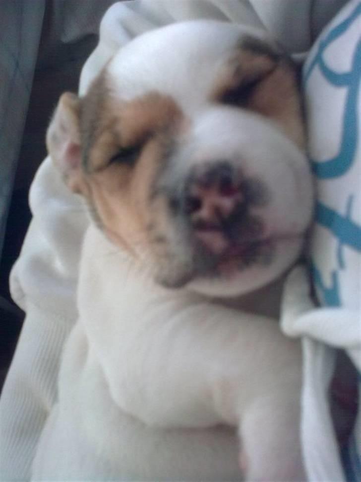 Jack russell terrier Jack billede 2