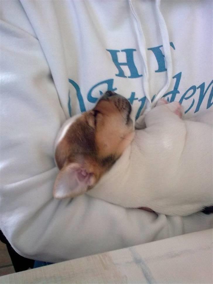 Jack russell terrier Jack billede 3