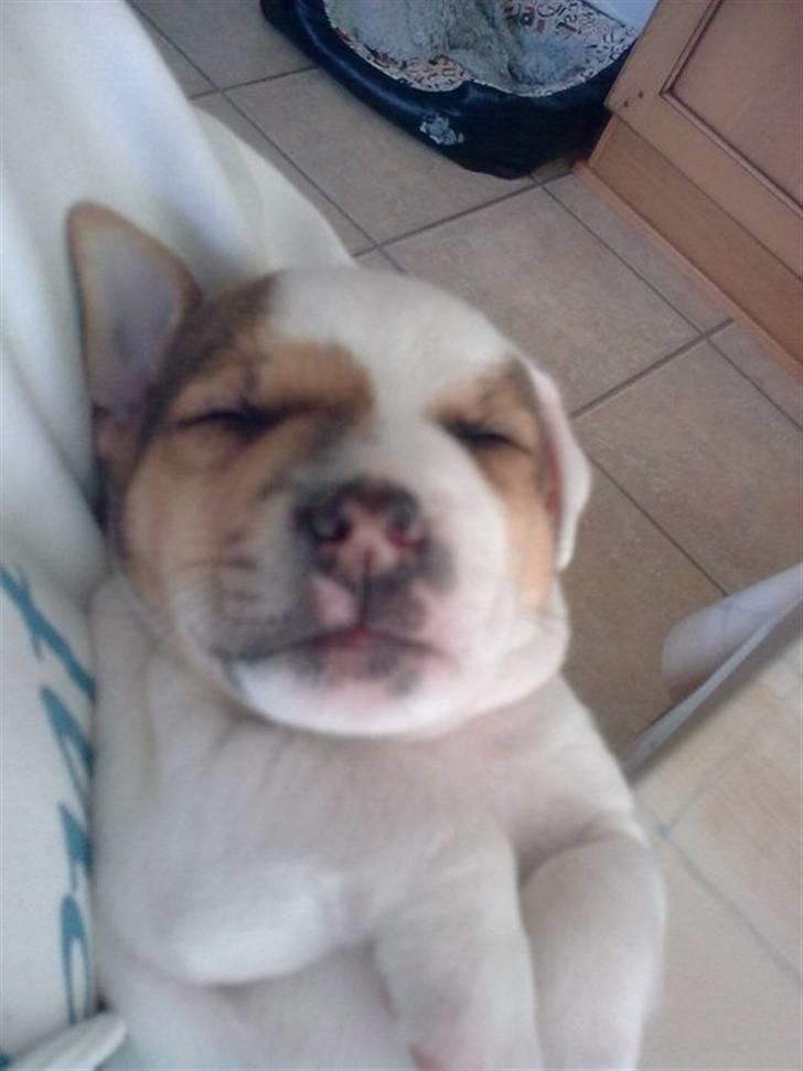 Jack russell terrier Jack billede 4