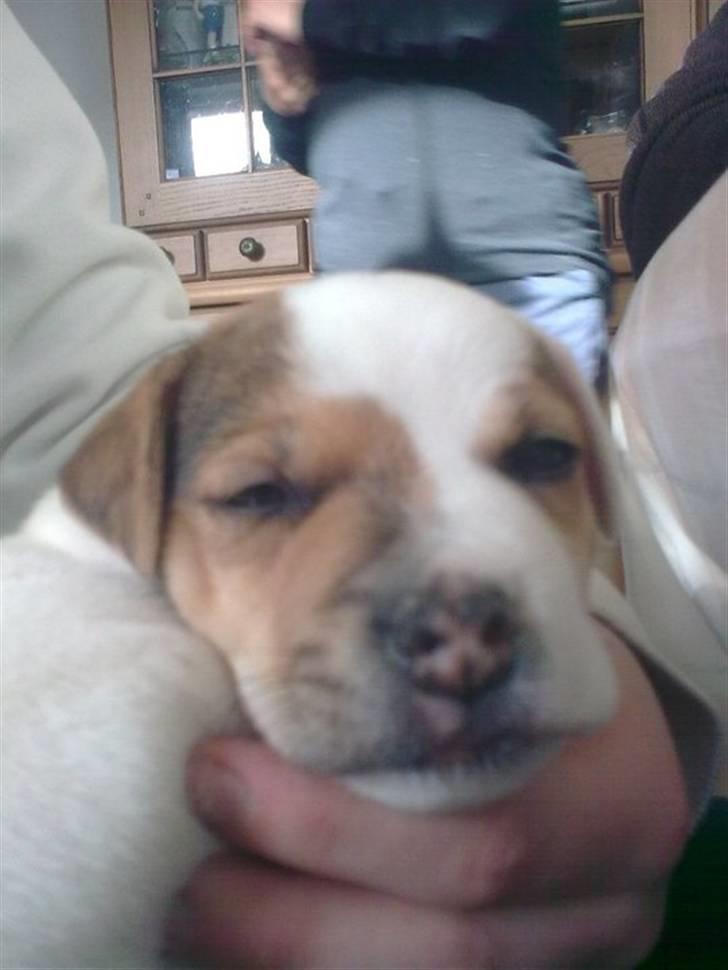 Jack russell terrier Jack billede 5