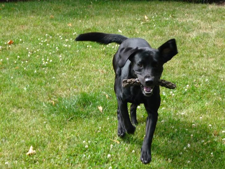 Labrador retriever Santos - Så er der fart over feltet på Tossen :] billede 14