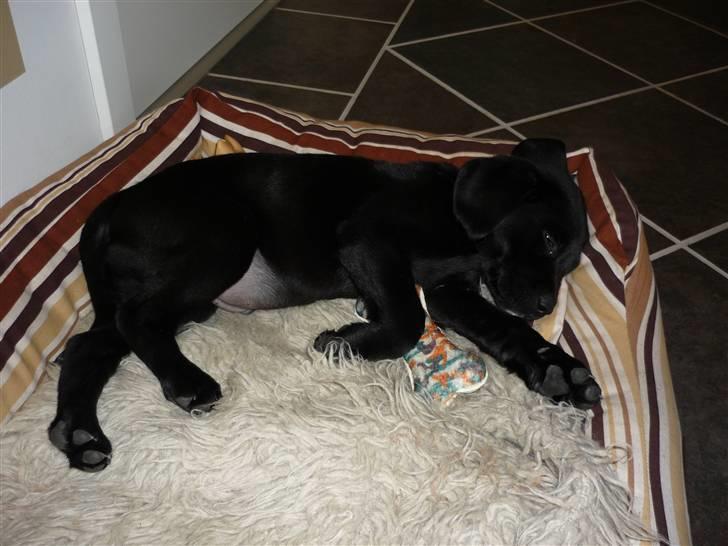 Labrador retriever Santos - |Baby Santos| Jeg har aldrig set noget så kært! billede 15