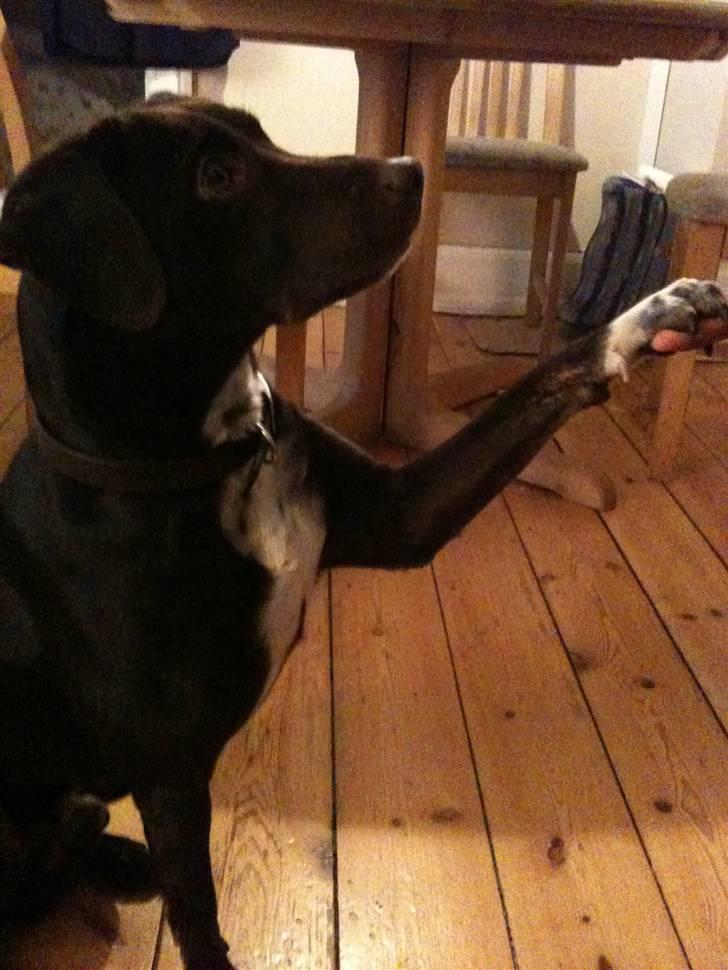 Blanding af racer daim billede 1