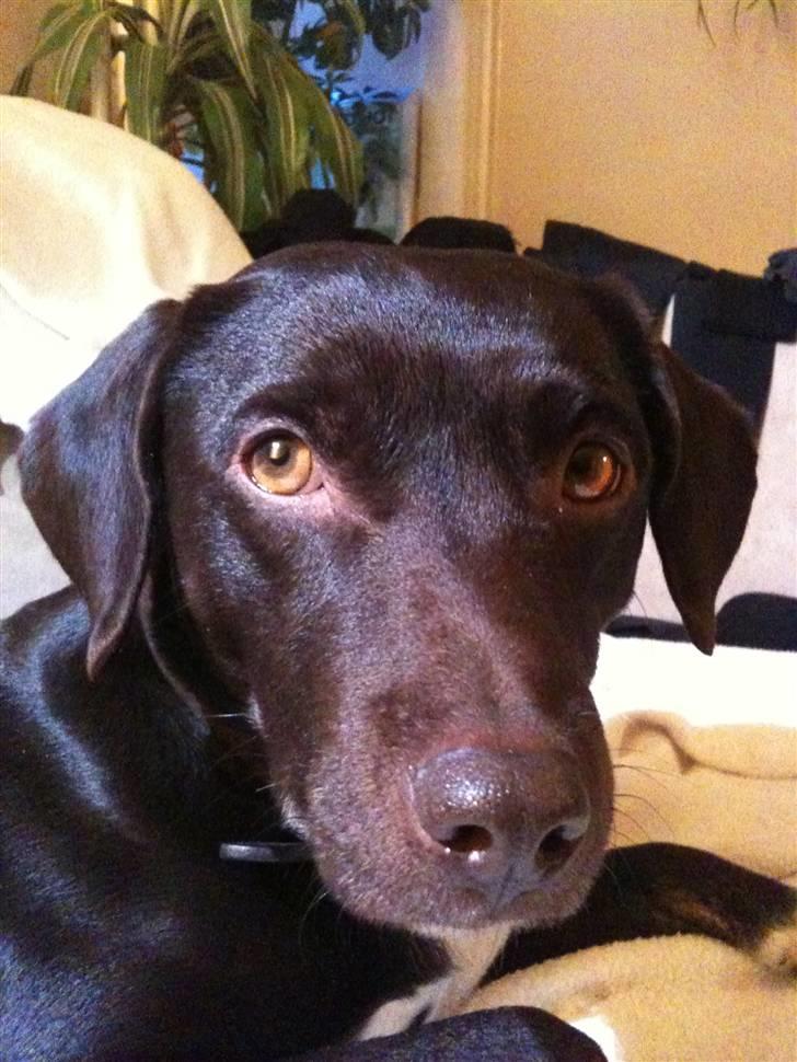 Blanding af racer daim billede 2