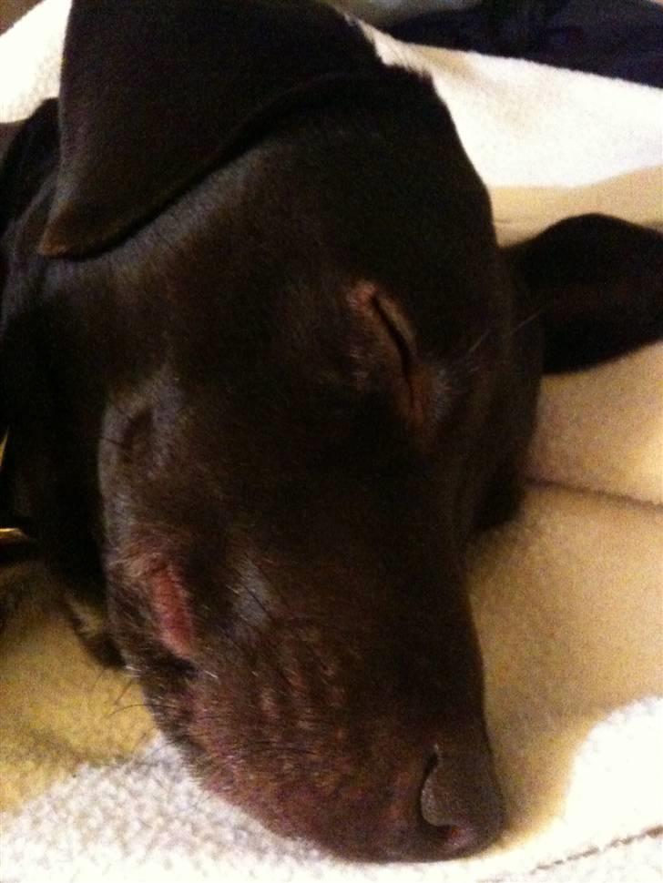 Blanding af racer daim - shhh!!! han sover. billede 3