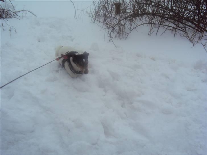 Dansk svensk gaardhund Stella - Stella i sneen ;) <3 billede 15