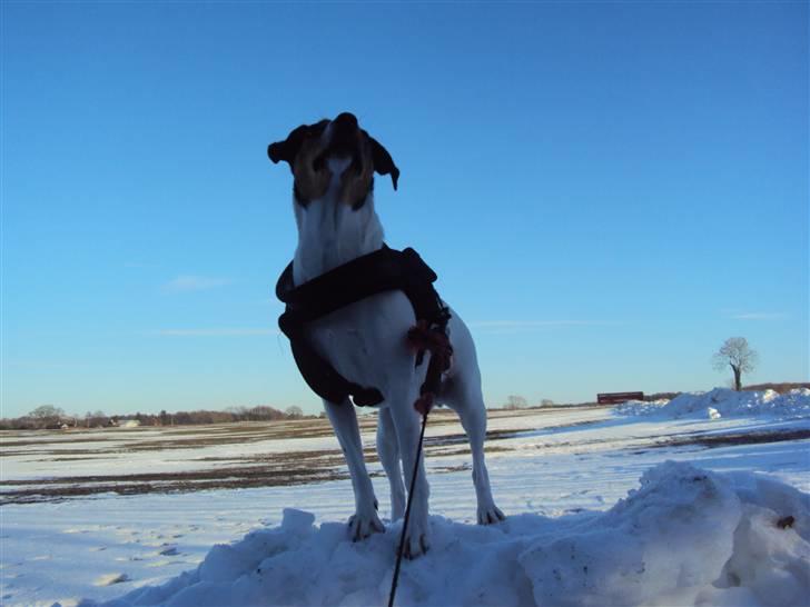 Dansk svensk gaardhund Stella - Stella er kongen af snedriven xb <3 billede 16