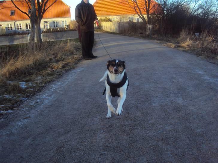 Dansk svensk gaardhund Stella - Stella på kalvø :) <3 billede 18
