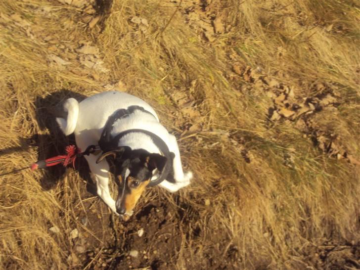 Dansk svensk gaardhund Stella - Stella på spring på Kalvø :) <3 billede 19