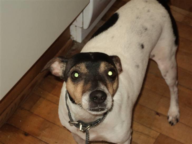 Dansk svensk gaardhund Paulus billede 1