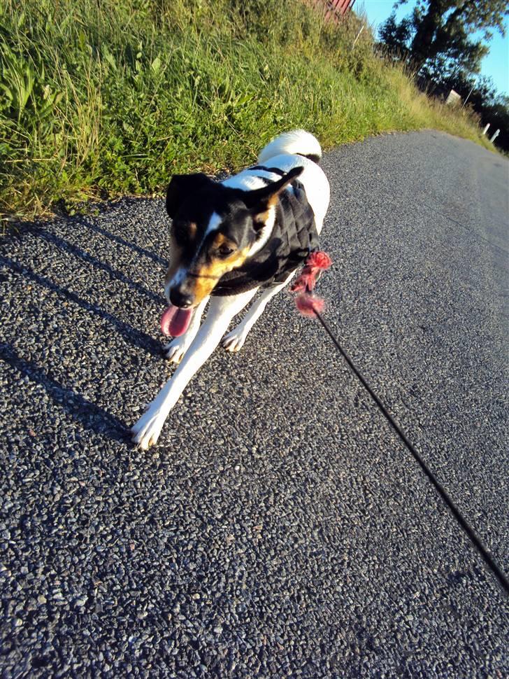 Dansk svensk gaardhund Stella - Stella på gåtur :) <3 billede 20