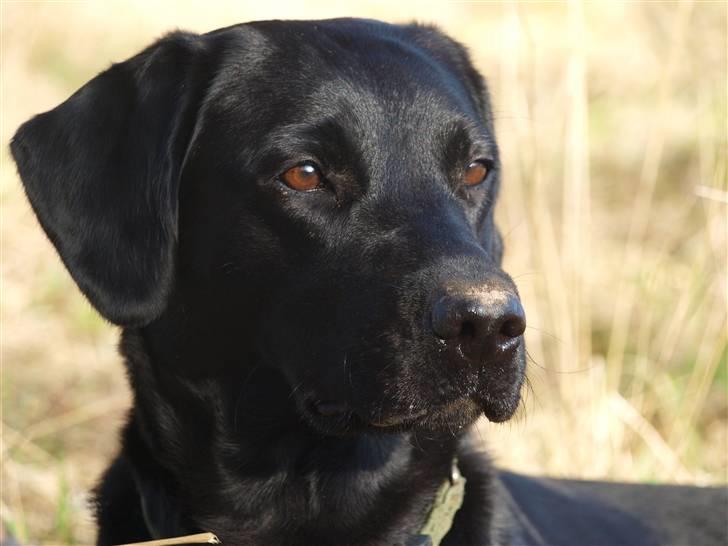 Labrador retriever bessy billede 1