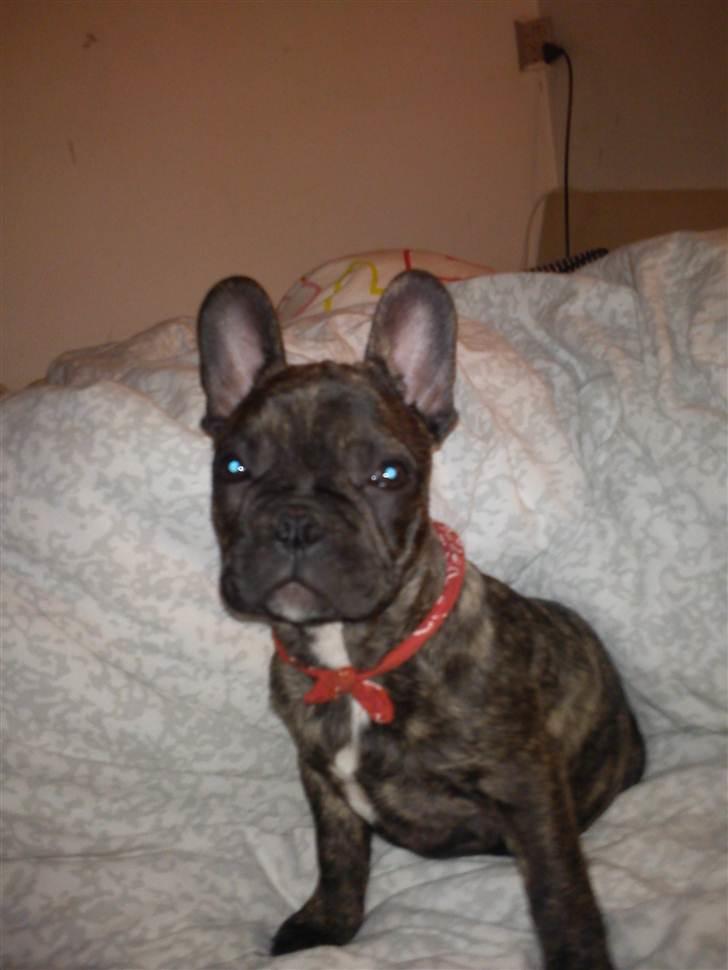 Fransk bulldog armarni billede 3