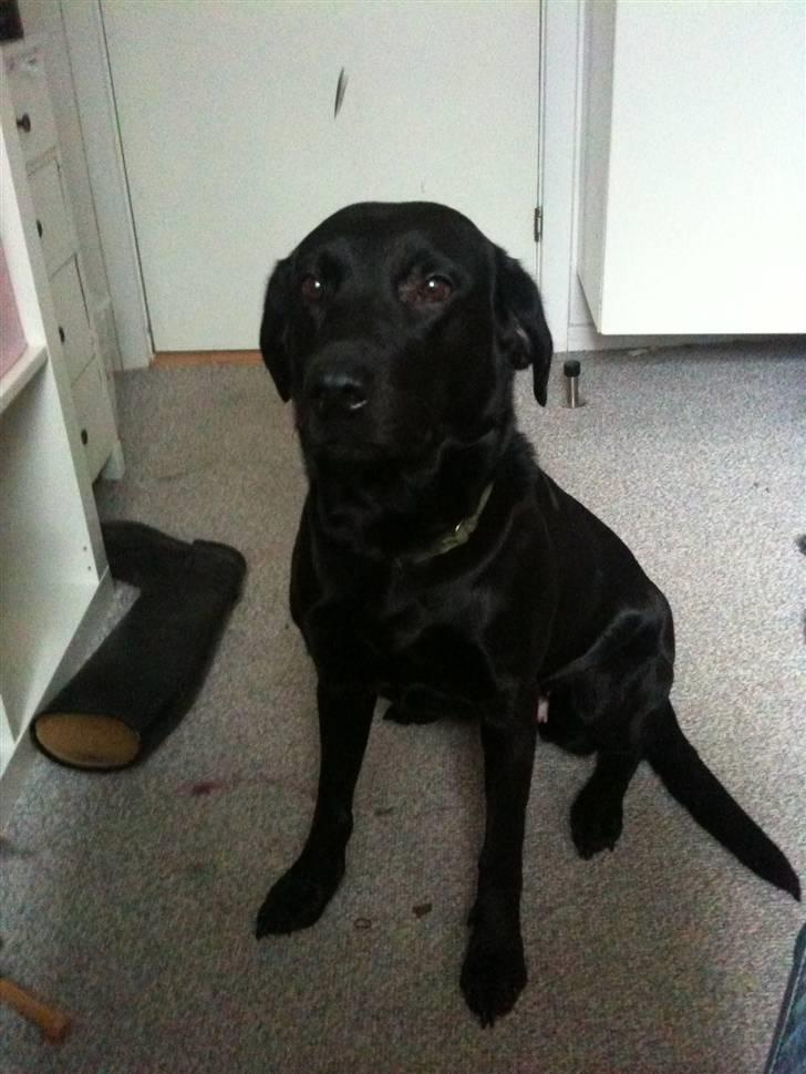 Labrador retriever bessy billede 2