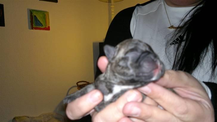 Fransk bulldog armarni billede 4