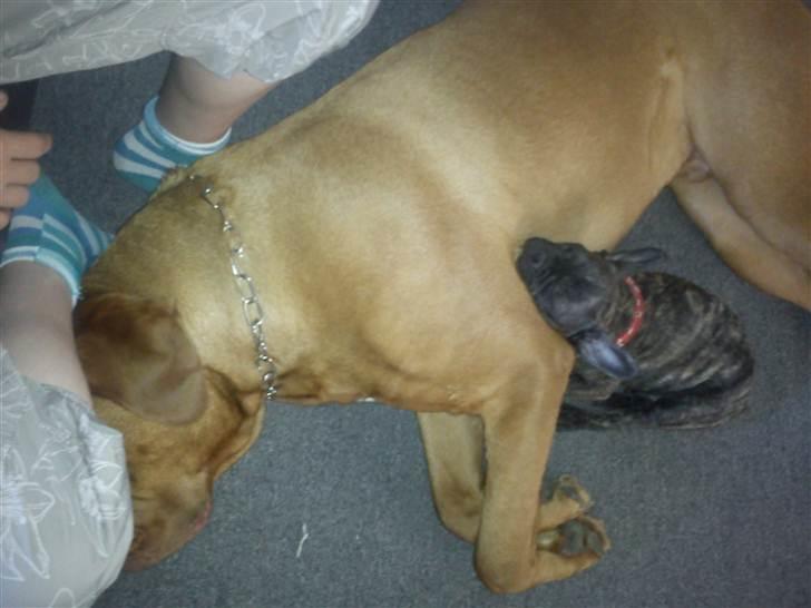 Fransk bulldog armarni billede 11