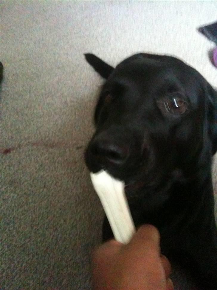 Labrador retriever bessy billede 3