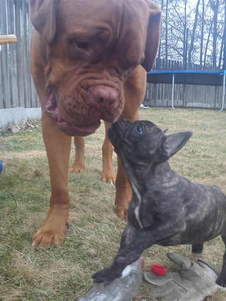 Fransk bulldog armarni billede 12