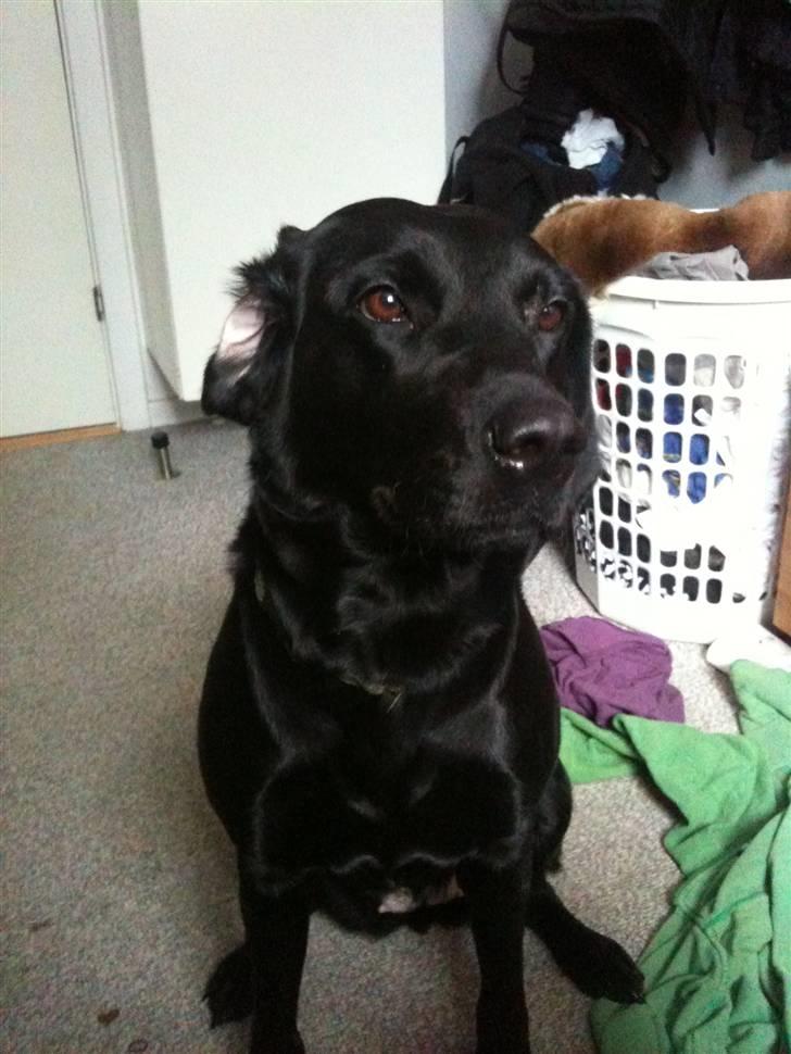 Labrador retriever bessy billede 4