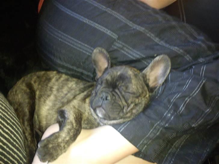 Fransk bulldog armarni billede 13