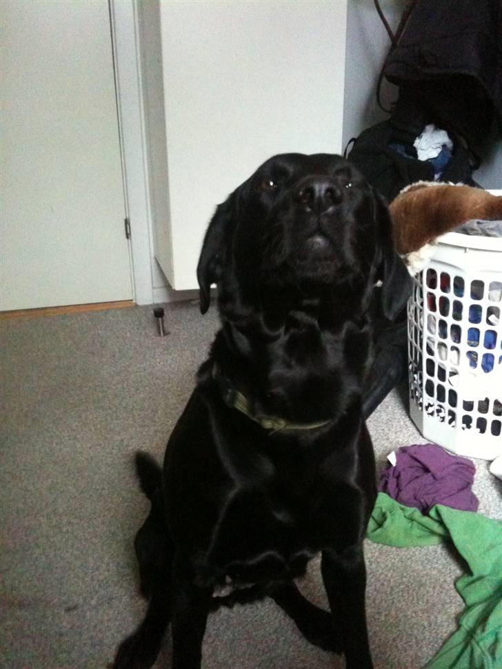 Labrador retriever bessy billede 5