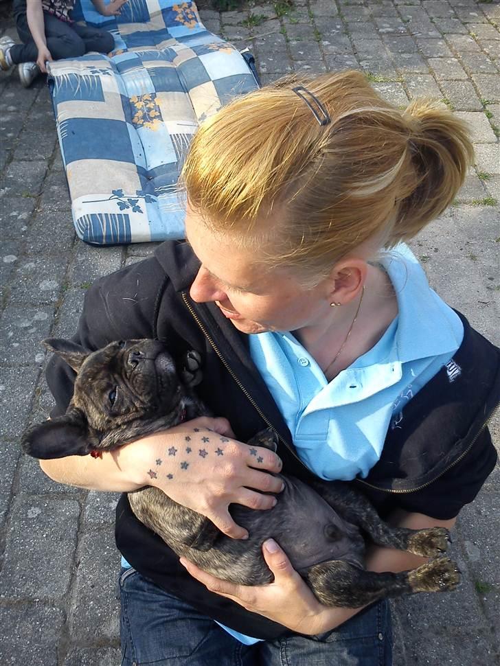 Fransk bulldog armarni billede 14