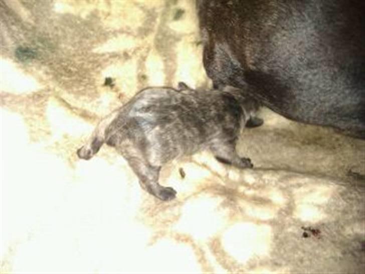 Fransk bulldog armarni billede 5