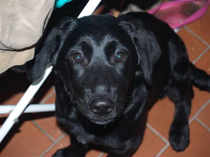 Blanding af racer Dobby <3 - „Skæbnen giver os slægtninge. Venner vælger vi selv.“ billede 2