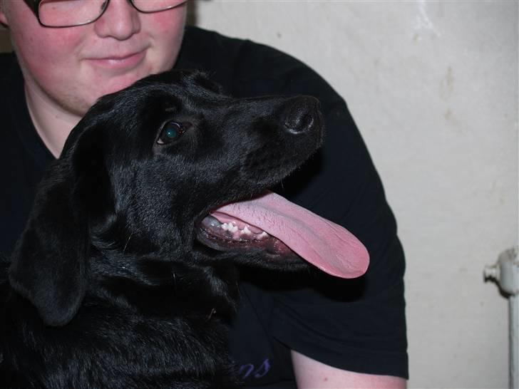 Blanding af racer Dobby <3 - „En sand ven er som en langsomtvoksende plante.“ billede 3