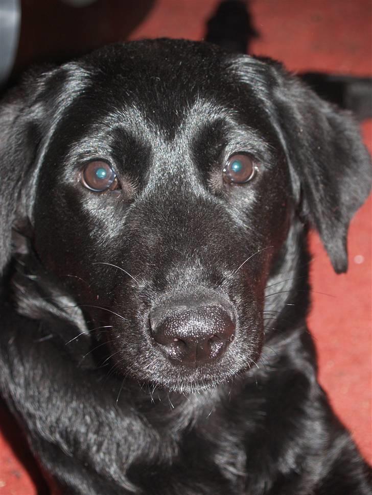 Blanding af racer Dobby <3 - 
„A friend is someone who knows all about you and still loves you.“ billede 4